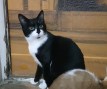 Zorro (2)